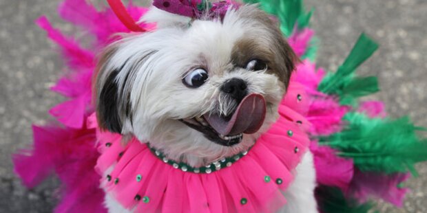 Auch Hunde feiern Karneval in Brasilien