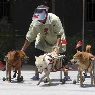 Hunde-Reha in China