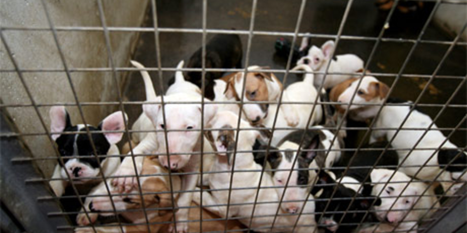 So elend hausen die 137 Hunde Babys oe24.at