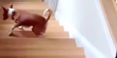 Hund steigt Treppen im Rückwärtsgang