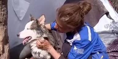 Wow! Hund 23 Tage nach Beben gerettet