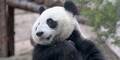 Die Zahl der wilden Pandas steigt