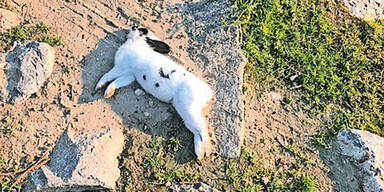 Entsetzen über Massensterben der süßen Kaninchen am Handelskai