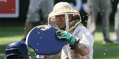 Bienenschwarm legt Baseball-Spiel lahm