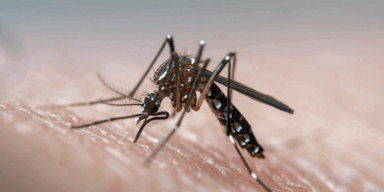 Killermücken fordern weitere Todesopfer im Urlaubsparadies