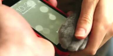 Katze entsperrt iPhone 5s mit Pfotenabdruck