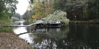 Biber fällt 20-Meter-Baum und trifft Jacht