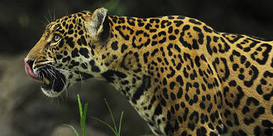 Zoo-Rauswurf: Jaguar zu faul für Sex