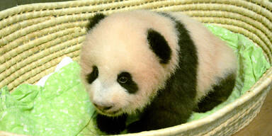 Entchieden: Japan tauft Panda-Baby Shan Shan