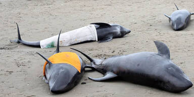 Delfinsterben: Angst vor Tsunami in Japan