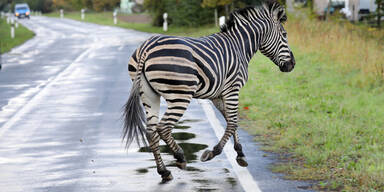 Zebra Pumba