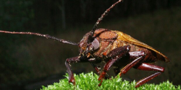 Lust auf einen Käfer mit Schokoguss?