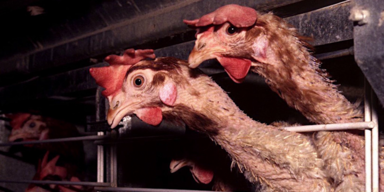 Hühner in Käfighaltung