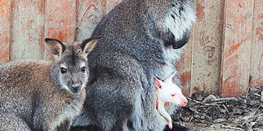 Weißes Känguru-Baby in Linzer Zoo geboren