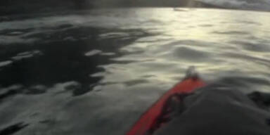 Norwegen: Wal überrascht Kajak-Fahrer