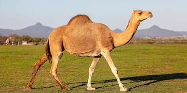 40 'Botox-Kamele' von Festival ausgeschlossen