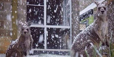 Kängurus im Schnee