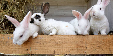 Tierquäler tötet Kaninchen und Meerschweinchen