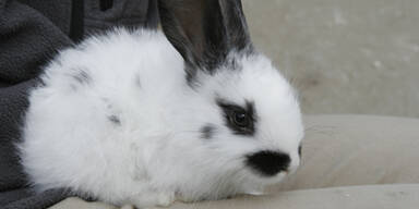 Herzlos: Kaninchen auf Parkplatz ausgesetzt
