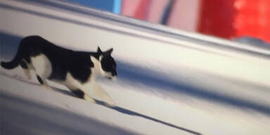 TV-Lacher: Katze rast Weltcup-Piste runter