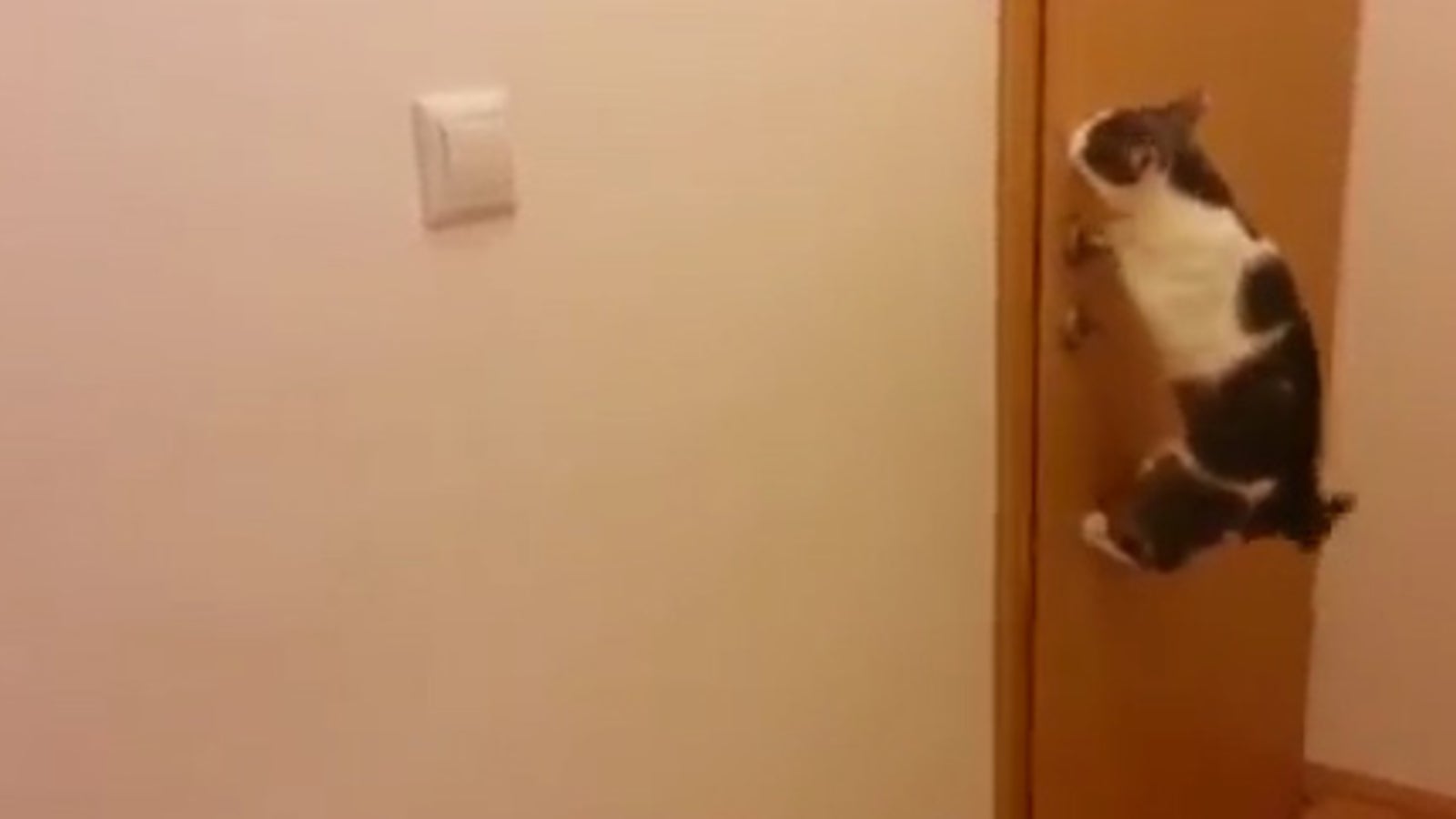 Diese Katze fünf Türen oe24.tv