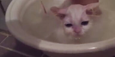 Babykätzchen liebt es zu baden