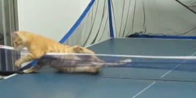Putzig: Katze spielt Tischtennis wie Profi