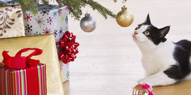 Ist Ihre Weihnachtsdeko tierfreundlich?
