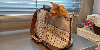 Katze in Handtasche ausgesetzt