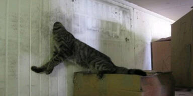 Arme Katze blieb in Wand stecken