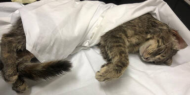 Tierquäler häutete lebendige Katze: Polizei sucht Zeugen