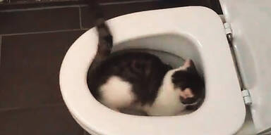 Süße Katze in Toilette versenkt