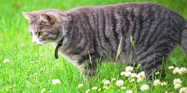 Geköpfte Katze in Perchtoldsdorf entdeckt
