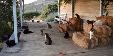 Traum-Jobangebot: Auf 55 Katzen in Griechenland aufpassen