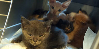Frau hielt 62 Katzen in ihrer Wohnung: Verwahrloste Tiere abgenommen