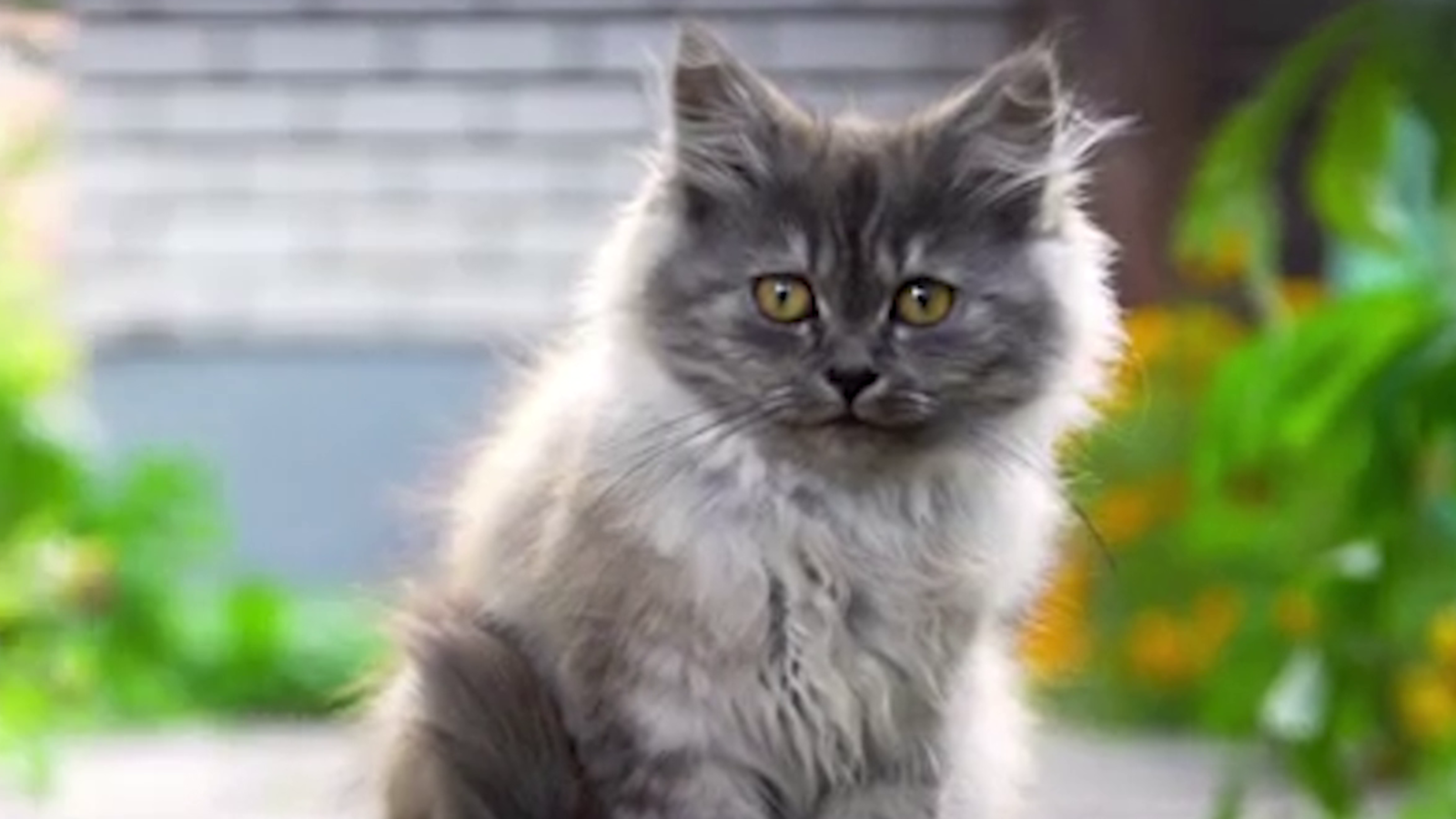 Corona: Briten wollten alle Katzen töten - oe24.tv