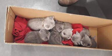 Sechs Katzenbabys am Hauptbahnhof beschlagnahmt