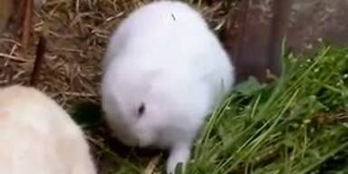 Fukushima: Ohrloses Kaninchen geboren