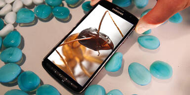 Killer-Ameisen "fressen" Smartphones