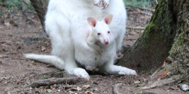 Albino-Känguru-Baby womöglich aus Zoo in Kaiserslautern gestohlen