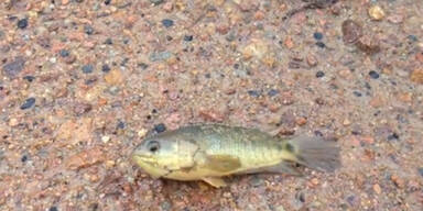Gehende Fische bedrohen Australien