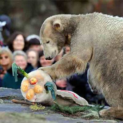 Eisbär Knut feiert seinen 2. Geburtstag