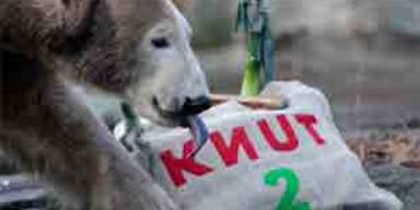 Eisbär Knut feierte seinen 2. Geburtstag