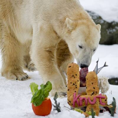 Knut feiert seinen 4. Geburtstag!