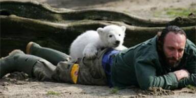 Eisbär Knut sucht seinen Ziehvater