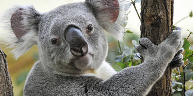 Behörden töten "schwache" Koalas