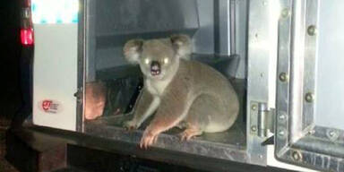 Polizei nimmt Koala-Bären fest