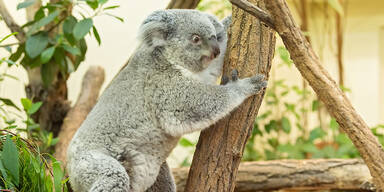 Schönbrunner Koala-Dame trägt ein Jungtier im Beutel