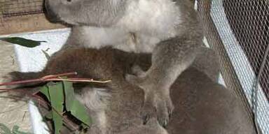 Geretteter Koalabär tröstet sich mit Artgenossen