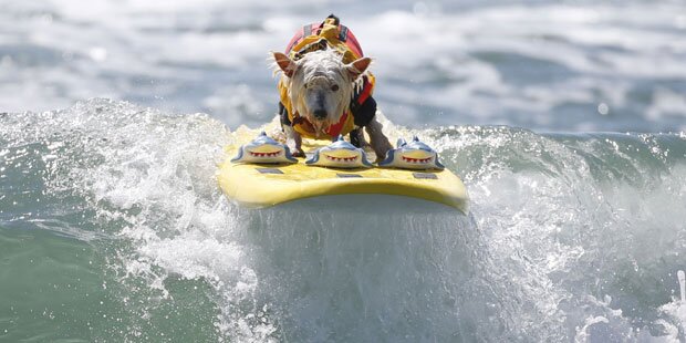 Kalifornien: Hier surfen Hunde